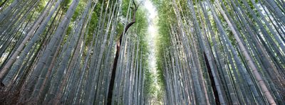 Bamboo Cathedral, fine art photograph by Justin Cooper