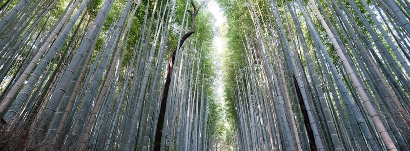 Bamboo Cathedral, a fine art photograph by Justin Cooper