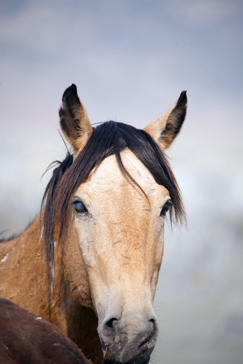 View full size Battle Wounds, a fine art photograph by Justin Cooper