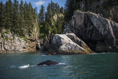Breaching, fine art photograph by Justin Cooper