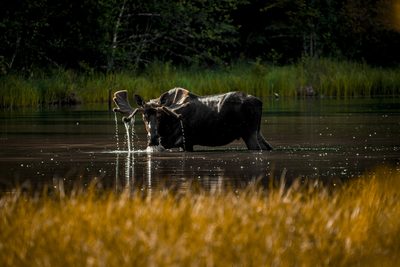 Bull River, fine art photograph by Justin Cooper