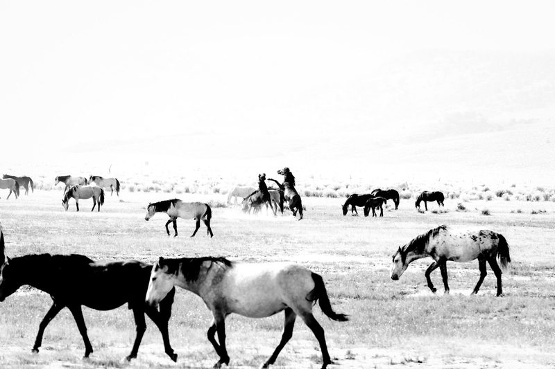 Clash Of Titans, a fine art photograph by Justin Cooper