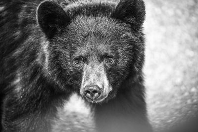 Curiosity, fine art photograph by Justin Cooper