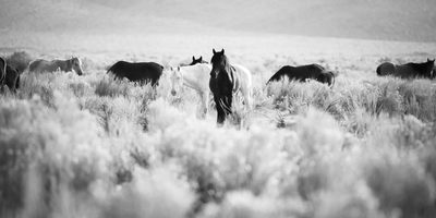 Dusk's Encounter, fine art photograph by Justin Cooper
