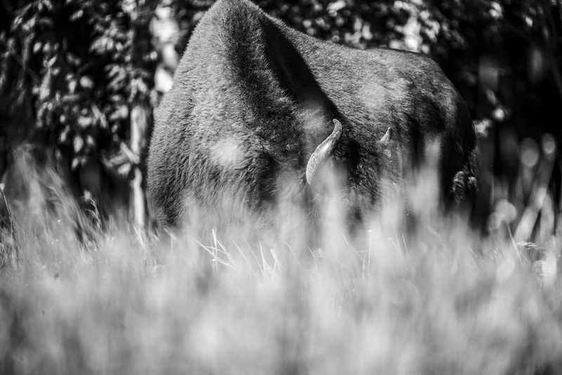 Feeding Level, a fine art photograph by Justin Cooper