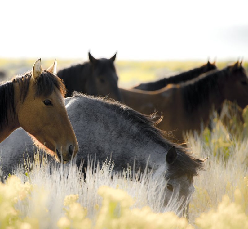 Graceful Gaze, a fine art photograph by Justin Cooper