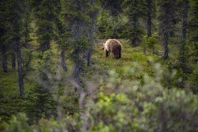 Grizzly Solitude, fine art photograph by Justin Cooper