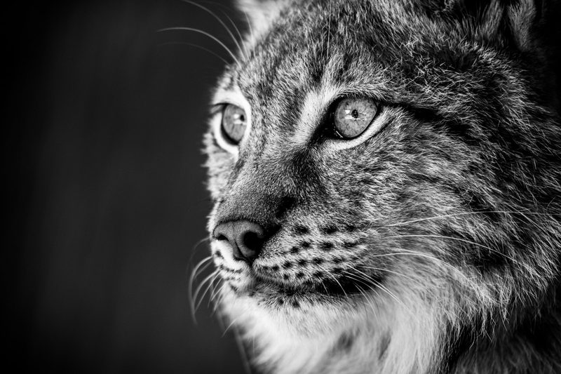 View full size Killer Eyes, a fine art photograph by Justin Cooper