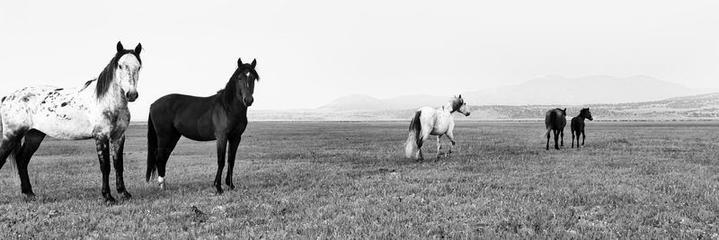 Leading Herd, a fine art photograph by Justin Cooper