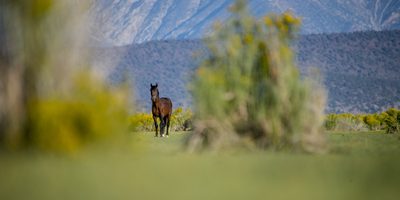 Lone Steed, fine art photograph by Justin Cooper