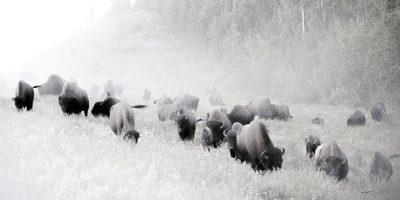 Misting Herd