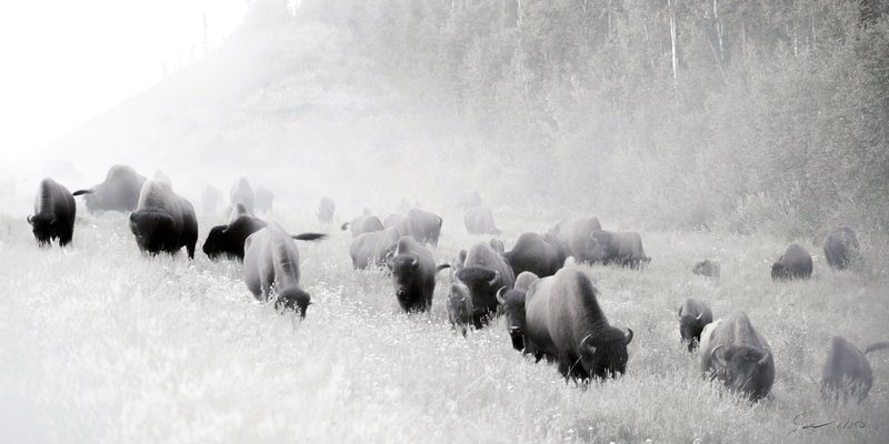 Misting Herd, a fine art photograph by Justin Cooper