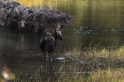 Moose Pond, fine art photograph by Justin Cooper