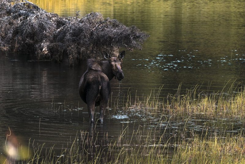 Moose Pond, a fine art photograph by Justin Cooper