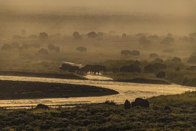 Morning Herd, fine art photograph by Justin Cooper