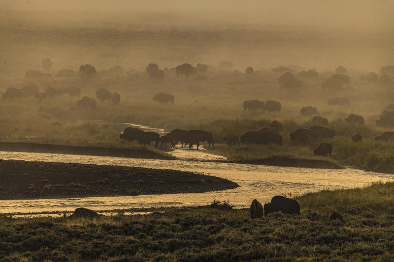 View full size Morning Herd, a fine art photograph by Justin Cooper