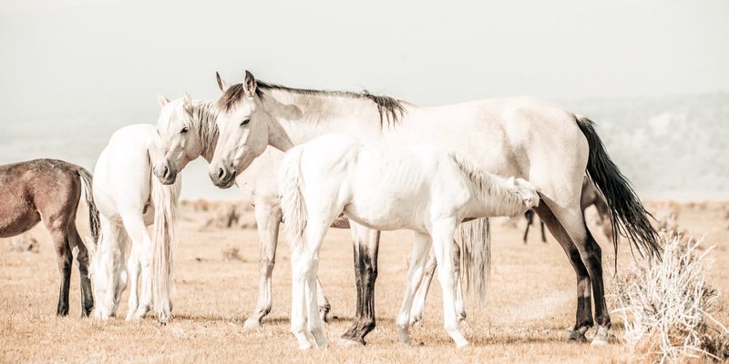 View full size Mother's Love, a fine art photograph by Justin Cooper