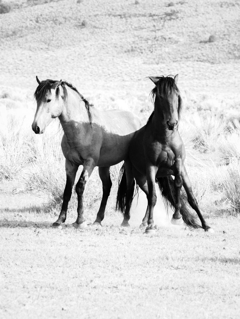 View full size Pale Ground, a fine art photograph by Justin Cooper
