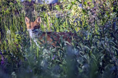 Play Time, fine art photograph by Justin Cooper