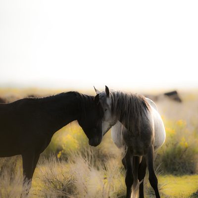 Prairie Love