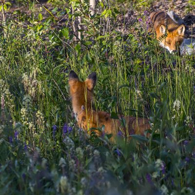Secrecy, fine art photograph by Justin Cooper