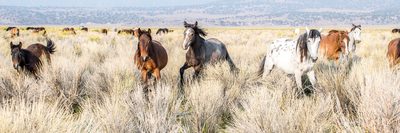Small Stampede, fine art photograph by Justin Cooper