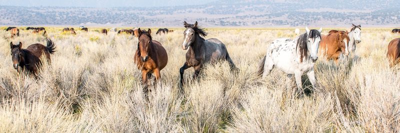 Small Stampede, a fine art photograph by Justin Cooper
