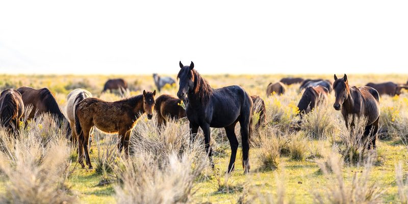 View full size Stand Off, a fine art photograph by Justin Cooper