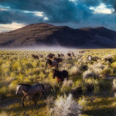 Stormy Trot, fine art photograph by Justin Cooper