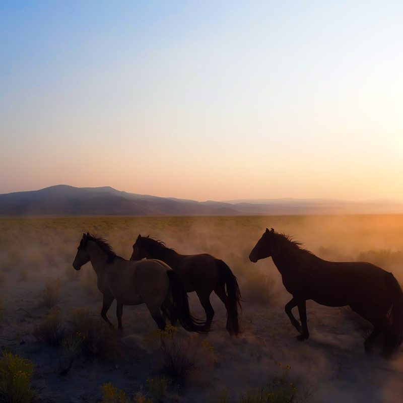 View full size Tail of Three, a fine art photograph by Justin Cooper