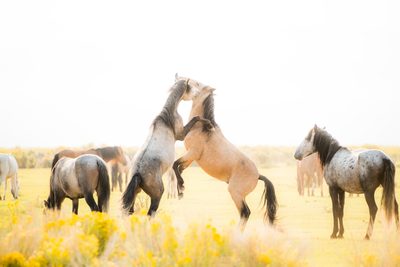 Whispers, fine art photograph by Justin Cooper