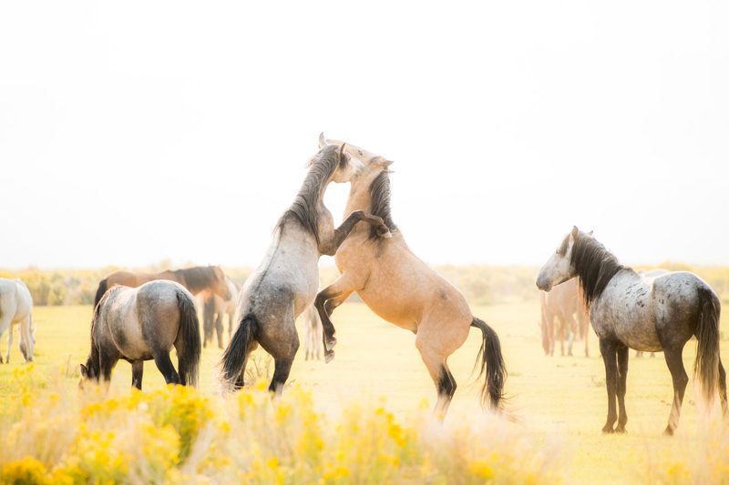 View full size Whispers, a fine art photograph by Justin Cooper